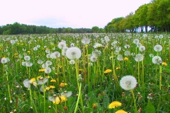 Cuxland, Stinstedt, Lütje Wisch, Blick über eine Löwenzahnwiese, Frühling 2003