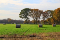 Cuxland, Stinstedt, Lütje Wisch, Herbst 2011