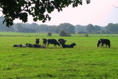 Cuxland, Stinstedt, Lütje Wisch, Sommer 2004