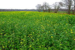 Cuxland, Stinstedt, Senfblütenmeer im Dezember 2020