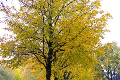Cuxland, Stinstedt, Linden Am Scheunenplatz, Herbst 2018