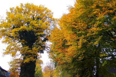 Cuxland, Stinstedt, Ringstraße, Herbst 2018