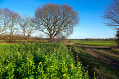 Cuxland, Stinstedt, Dezember 2020