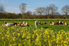 Cuxland, Stinstedt, Frühlingsidylle im Rübsenfeld April 2021