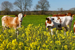 Cuxland, Stinstedt, Frühlingsidylle im Rübsenfeld April 2021