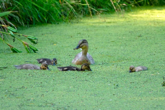 Cuxland, Stinstedt, Juni 2024, Entenfamilie am Teich