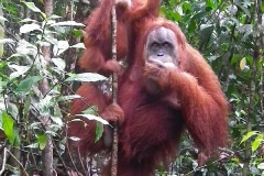 Sumatra, Leuser Nationalpark, Orang Utan Mutter mit Baby