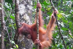 Sumatra, Leuser Nationalpark, Orang Utan Baby
