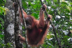 Sumatra, Leuser Nationalpark, Orang Utan Baby