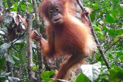 Sumatra, Leuser Nationalpark, Orang Utan Baby