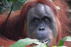 Sumatra, Leuser Nationalpark, Orang Utan Mutter
