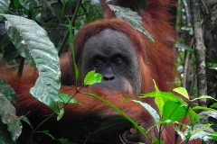 Sumatra, Leuser Nationalpark, Orang Utan Mutter