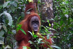 Sumatra, Leuser Nationalpark, Orang Utan Mutter