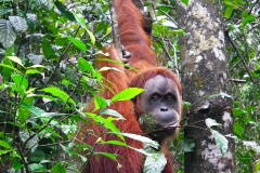 Sumatra, Leuser Nationalpark, Orang Utan Mutter