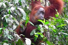 Sumatra, Leuser Nationalpark, Orang Utan Mutter
