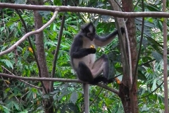 Sumatra, Leuser Nationalpark, Thomas-Langur