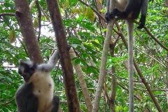 Sumatra, Leuser Nationalpark, Thomas-Languren