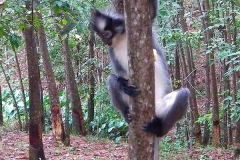 Sumatra, Leuser Nationalpark, Thomas-Langur