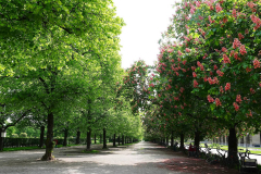 Bayern, München, Hofgarten