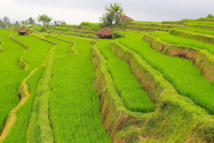 Indonesien, Bali, Reisterrassen bei Jatiluwih