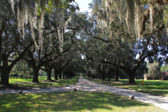 USA, South Carolina, Boone Hall Plantage, Steineichenallee
