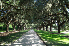 USA, South Carolina, Boone Hall Plantage, Steineichenallee