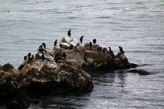 USA, Kalifornien, Monterey, Kormorane