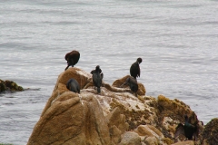 USA, Kalifornien, Monterey, Kormorane