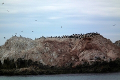 USA, Kalifornien, Monterey, Kormorane
