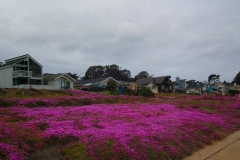 USA, Kalifornien, Monterey