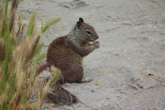 USA, Kalifornien, Monterey, Eichhörnchen