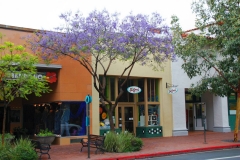 USA, Kalifornien, Santa Barbara, Jacarandabaum