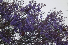 USA, Kalifornien, Santa Barbara, Jacarandablüten