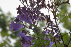 USA, Kalifornien, Santa Barbara, Jacarandablüten