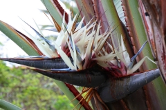 USA, Kalifornien, Santa Barbara, Palmenblüte