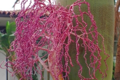 USA, Kalifornien, Santa Barbara, Palmenblüte