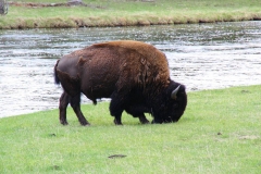 Yellowstone Nationalpark, Bison