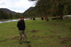 Yellowstone Nationalpark, Bisons