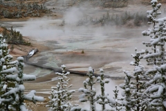 Yellowstone Nationalpark