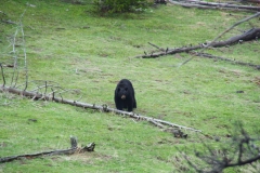 Yellowstone Nationalpark, Schwarzbär