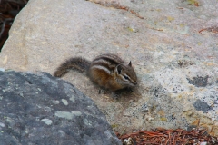 Yellowstone Nationalpark, Streifenhörnchen
