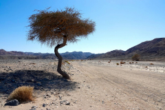 Ägypten, Eastern Desert, Akazie