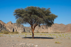 Ägypten, Eastern Desert