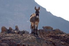 Ägypten, Eastern Desert, Wildesel