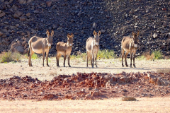 Ägypten, Eastern Desert, Wildesel