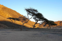 Ägypten, Eastern Desert, Akazien