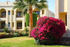 Ägypten, Rotes Meer, Sharm El Sheikh 2011