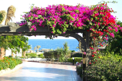 Ägypten, Rotes Meer, Sharm El Sheikh 2009, Bougainvillea