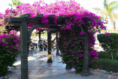 Ägypten, Rotes Meer, Sharm El Sheikh 2009, Bougainvillea