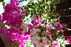 Ägypten, Rotes Meer, Sharm El Sheikh 2009, Bougainvillea
